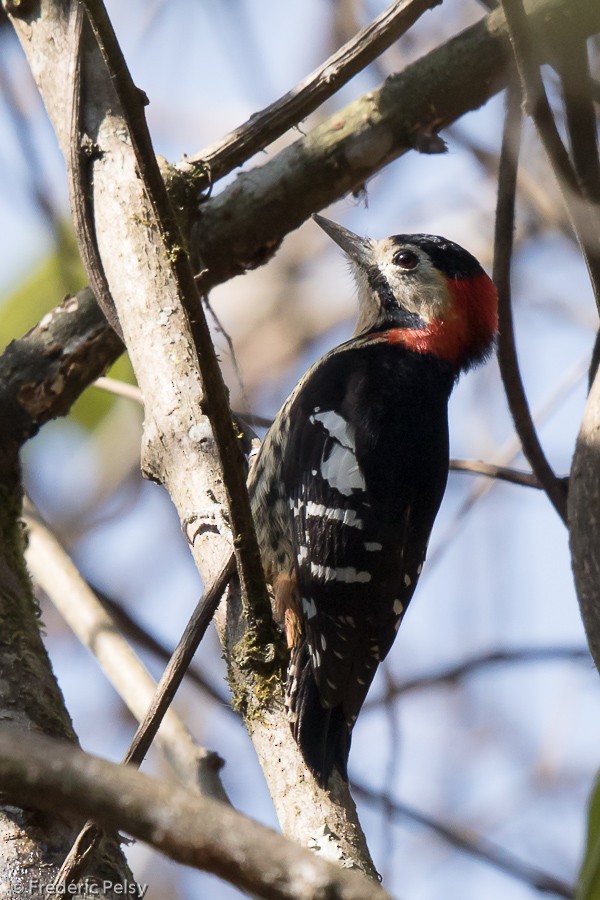 Crimson-naped Woodpecker - Frédéric PELSY