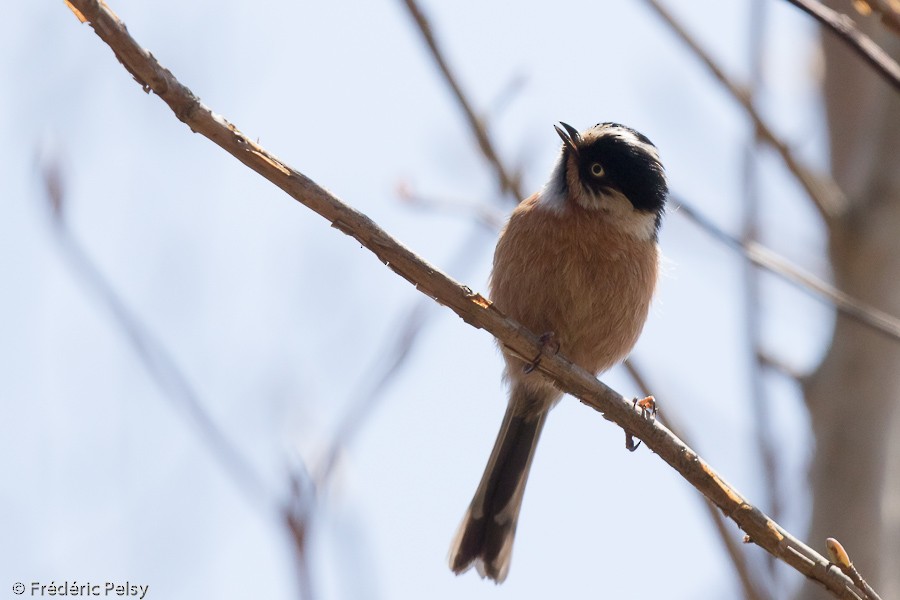 Black-browed Tit (Rufous-fronted) - ML206196801