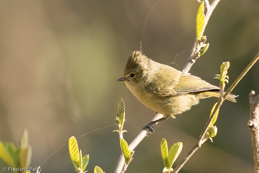 Yellow-browed Tit - Frédéric PELSY