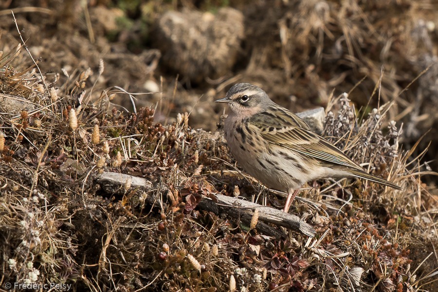 Rosy Pipit - ML206196951