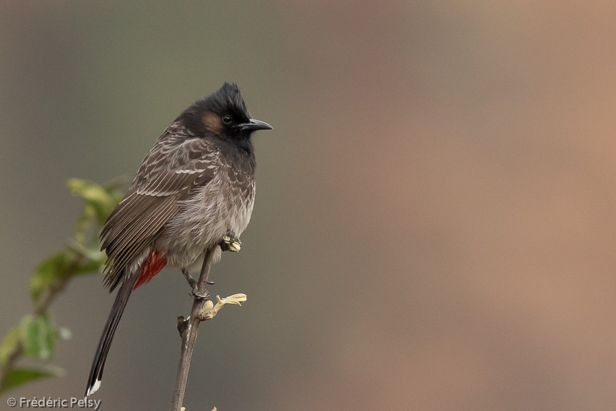Red-vented Bulbul - ML206197011