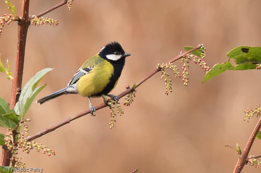 Green-backed Tit - ML206197031