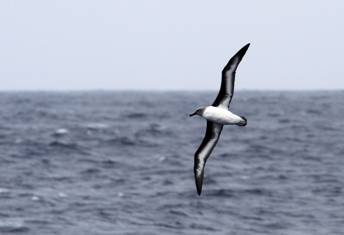 albatros šedohlavý - ML206197201