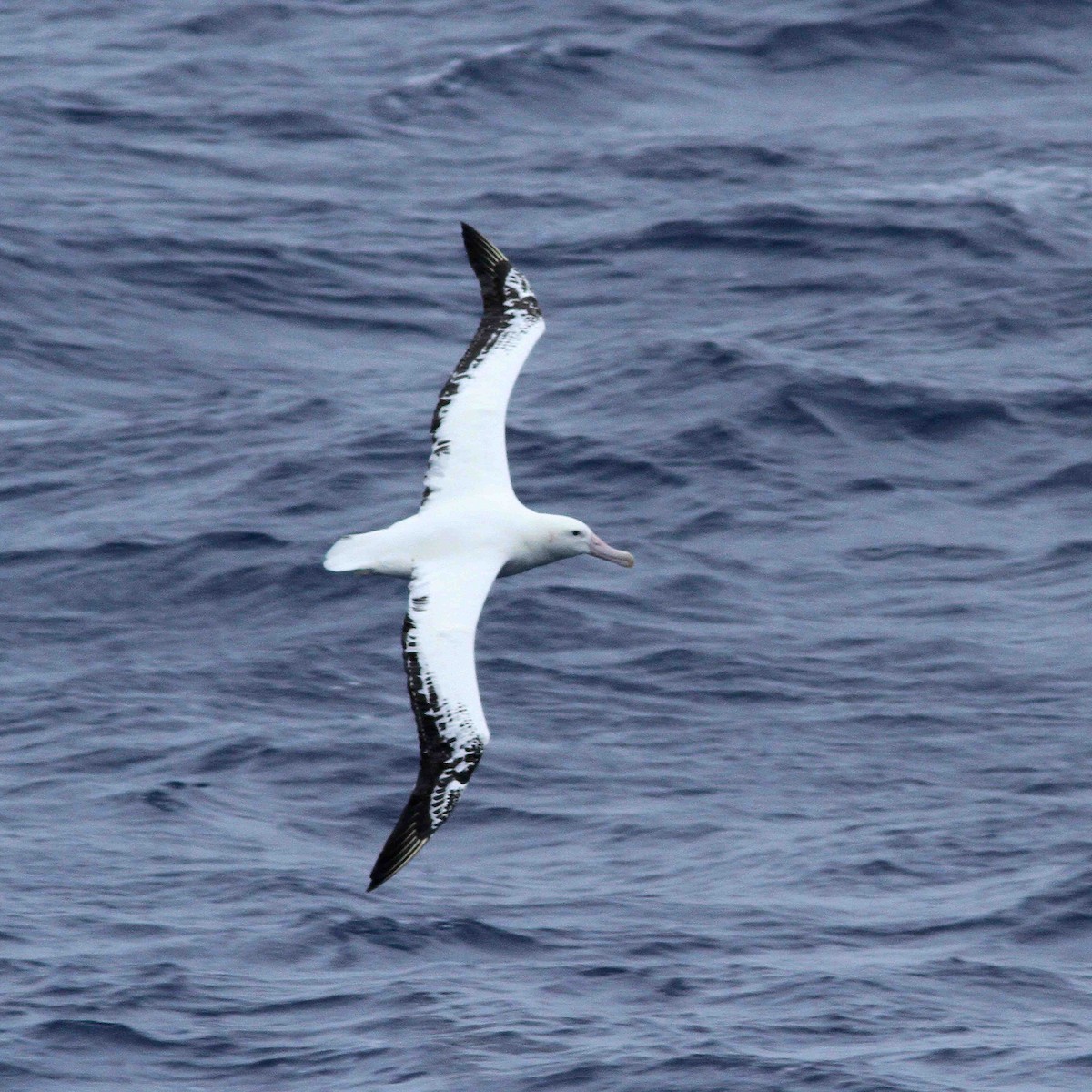 albatros stěhovavý - ML206197251