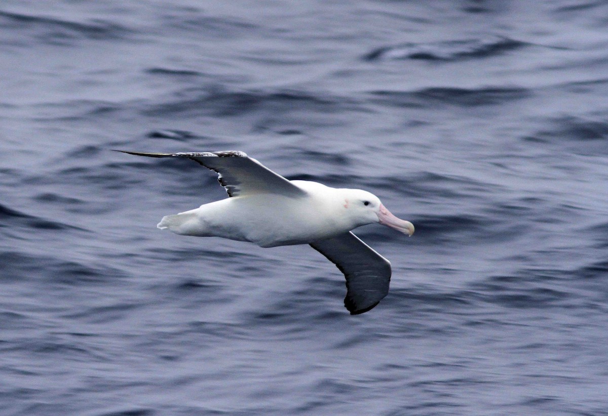 Snowy Albatross - ML206197261