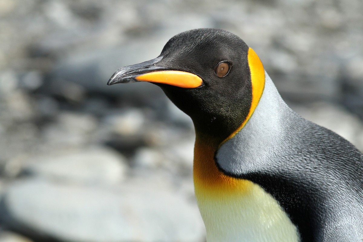 Королевский пингвин - ML206197471