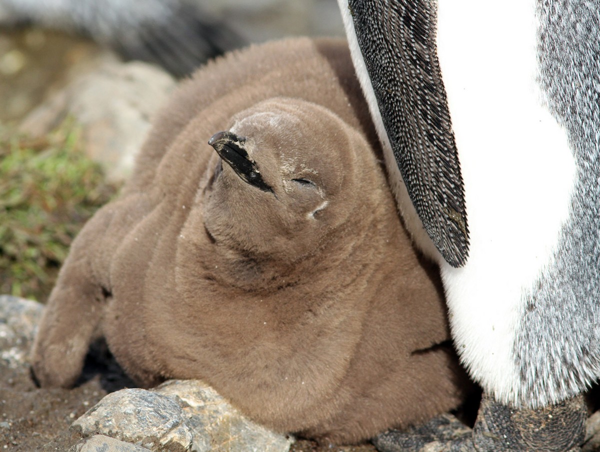 tučňák patagonský - ML206197531