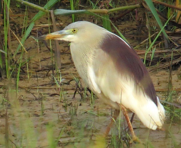 Indian Pond-Heron - Athula Edirisinghe