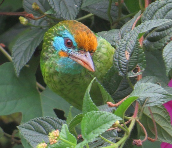 Yellow-fronted Barbet - ML206197901