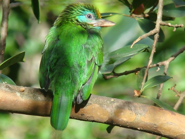 Yellow-fronted Barbet - ML206197911