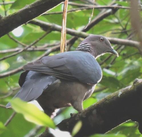 Sri Lanka Wood-Pigeon - ML206197961