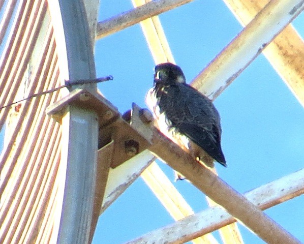 Peregrine Falcon (Shaheen) - Athula Edirisinghe