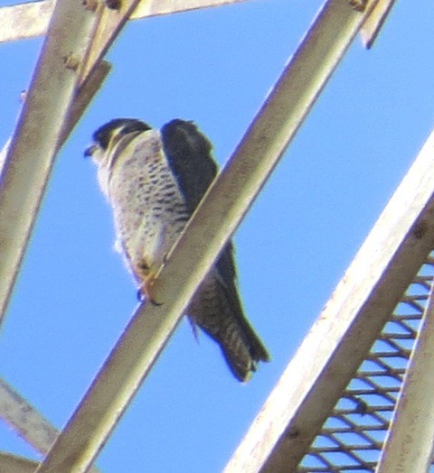 Peregrine Falcon (Shaheen) - Athula Edirisinghe