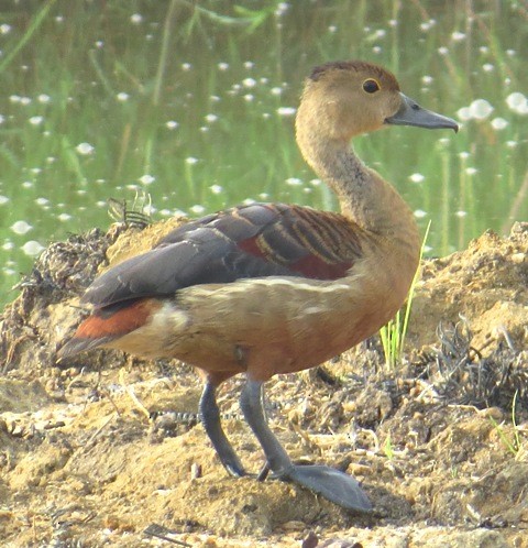 Lesser Whistling-Duck - Athula Edirisinghe