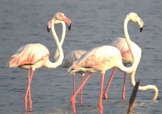 Greater Flamingo - ML206198261
