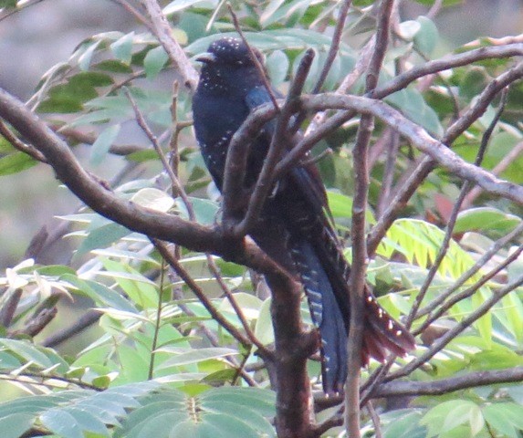 Fork-tailed Drongo-Cuckoo - Athula Edirisinghe