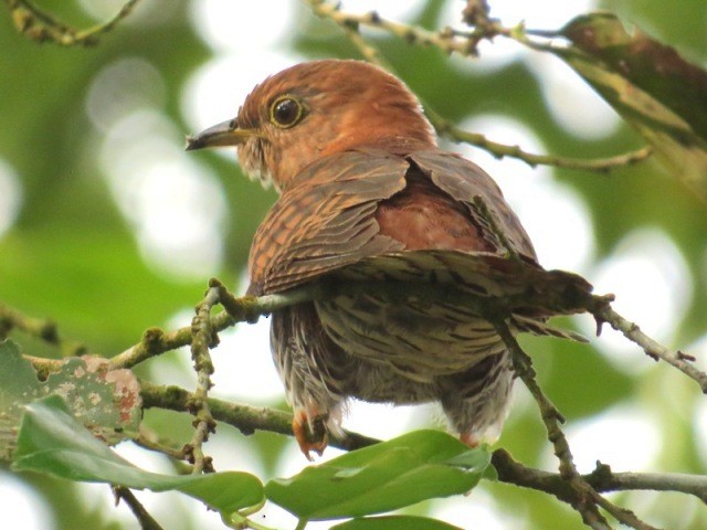 Lesser Cuckoo - Athula Edirisinghe
