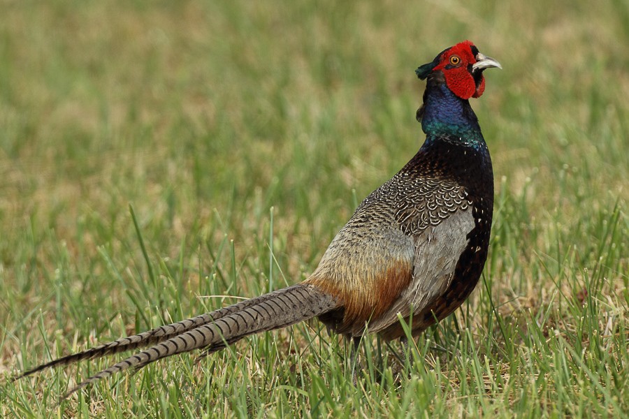Ring-necked Pheasant - Frédéric PELSY