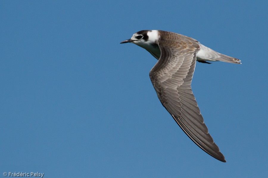 Black Tern (Eurasian) - Frédéric PELSY