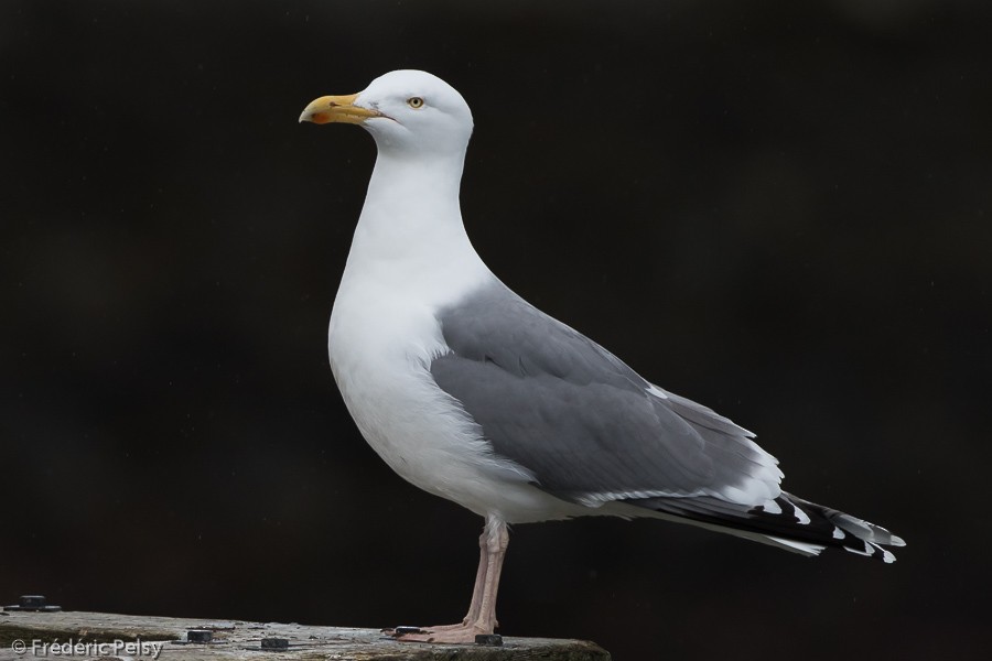 Herring Gull (European) - Frédéric PELSY