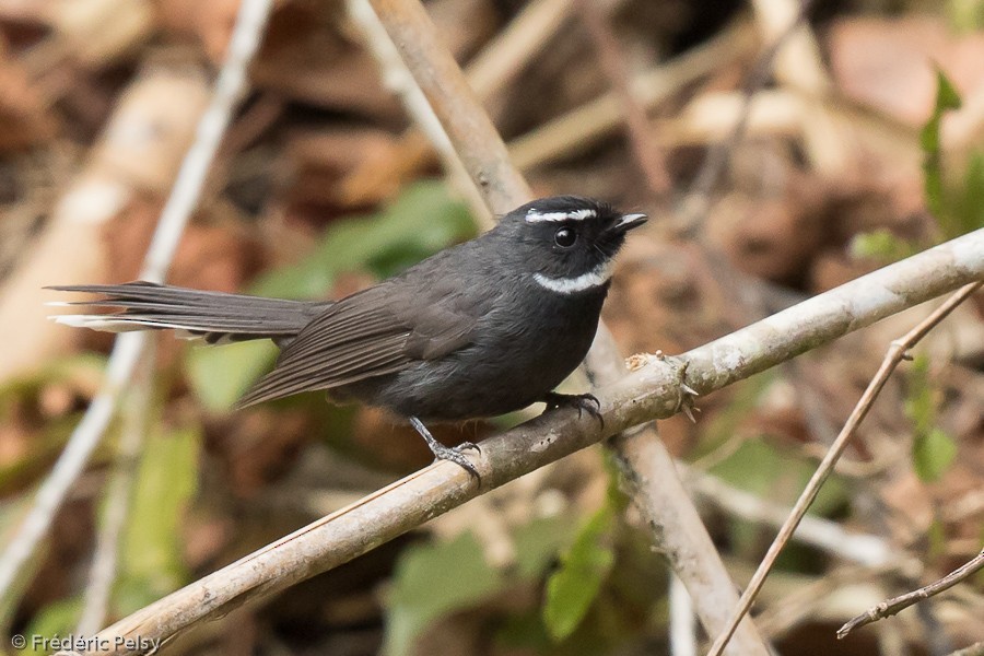 White-throated Fantail - Frédéric PELSY