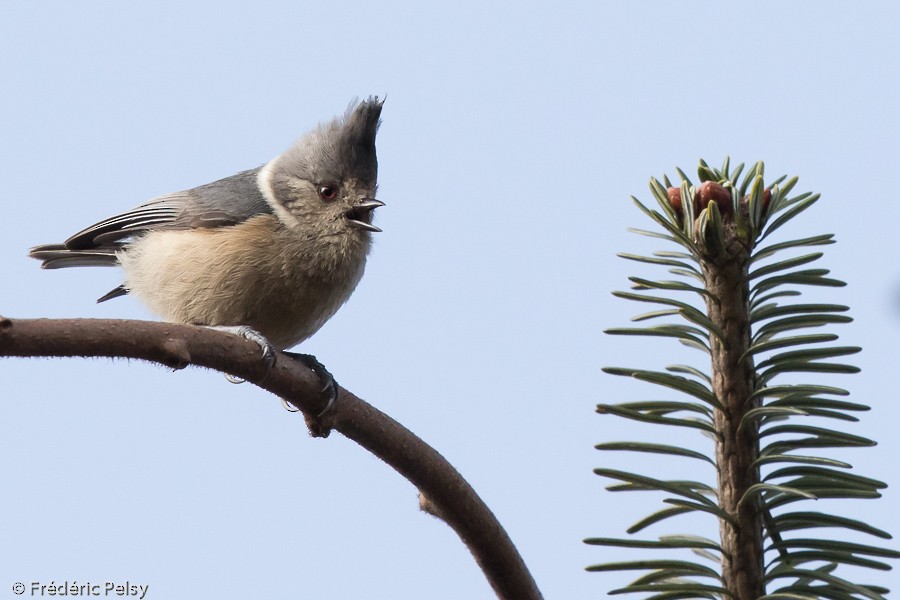 Gray-crested Tit - ML206199211