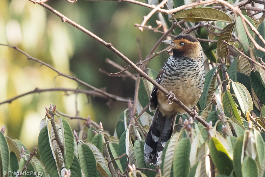 Spotted Laughingthrush - Frédéric PELSY