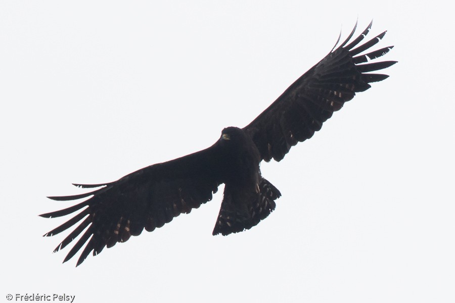 Black Eagle - Frédéric PELSY