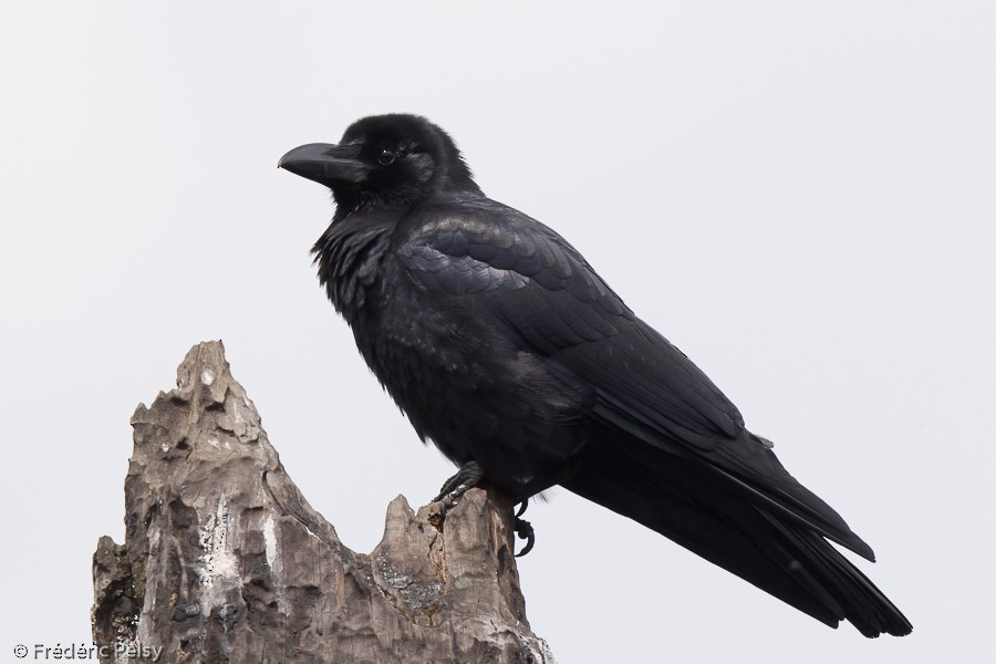 Large-billed Crow (Large-billed) - Frédéric PELSY