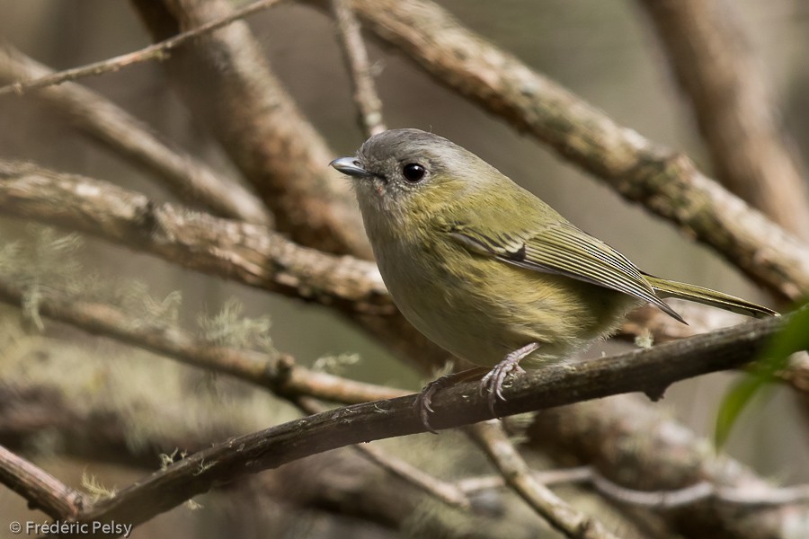 Green Shrike-Babbler (Black-crowned) - Frédéric PELSY