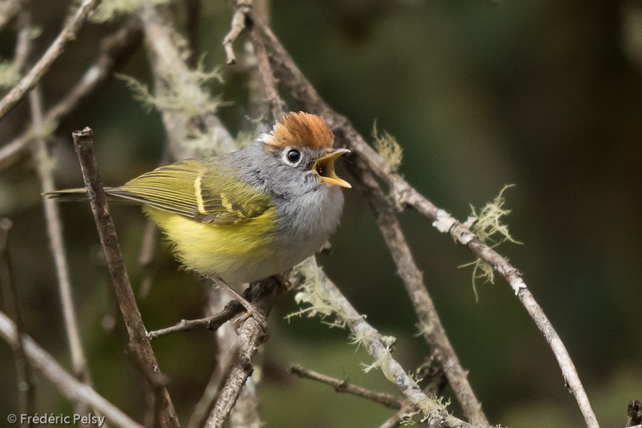 Chestnut-crowned Warbler - Frédéric PELSY