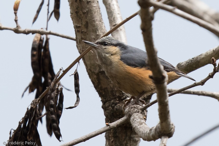 White-tailed Nuthatch - ML206199431