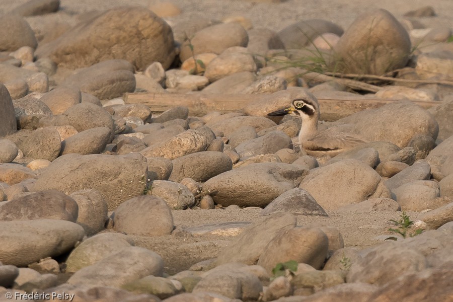 Great Thick-knee - Frédéric PELSY