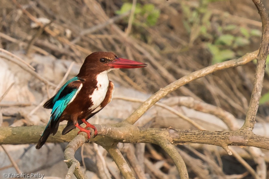 White-throated Kingfisher - Frédéric PELSY