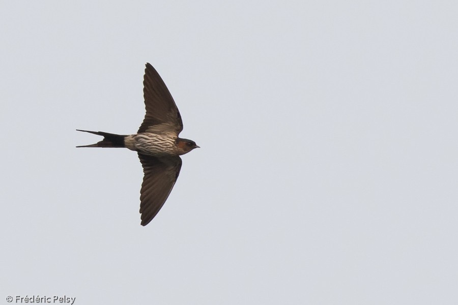 Striated Swallow - Frédéric PELSY