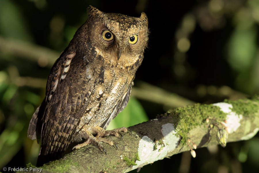 Sulawesi Scops-Owl (Sulawesi) - ML206199811