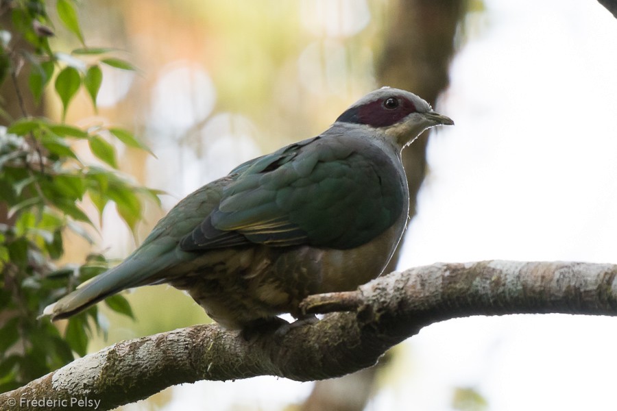 Red-eared Fruit-Dove (Red-eared) - ML206199851
