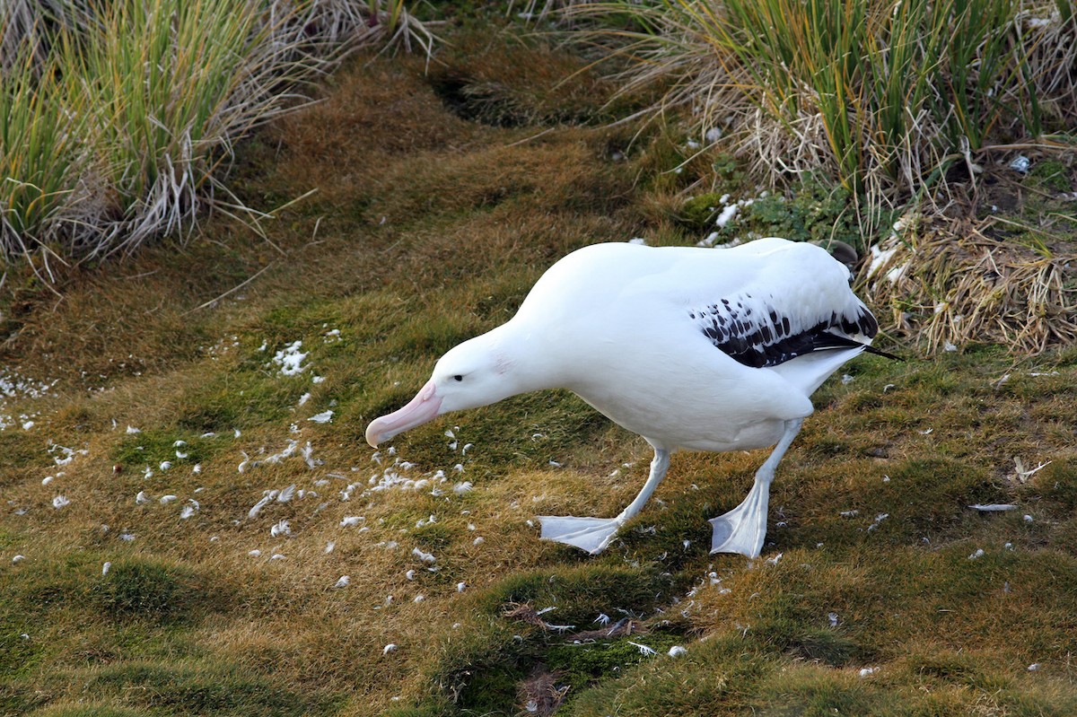 Snowy Albatross - ML206200061