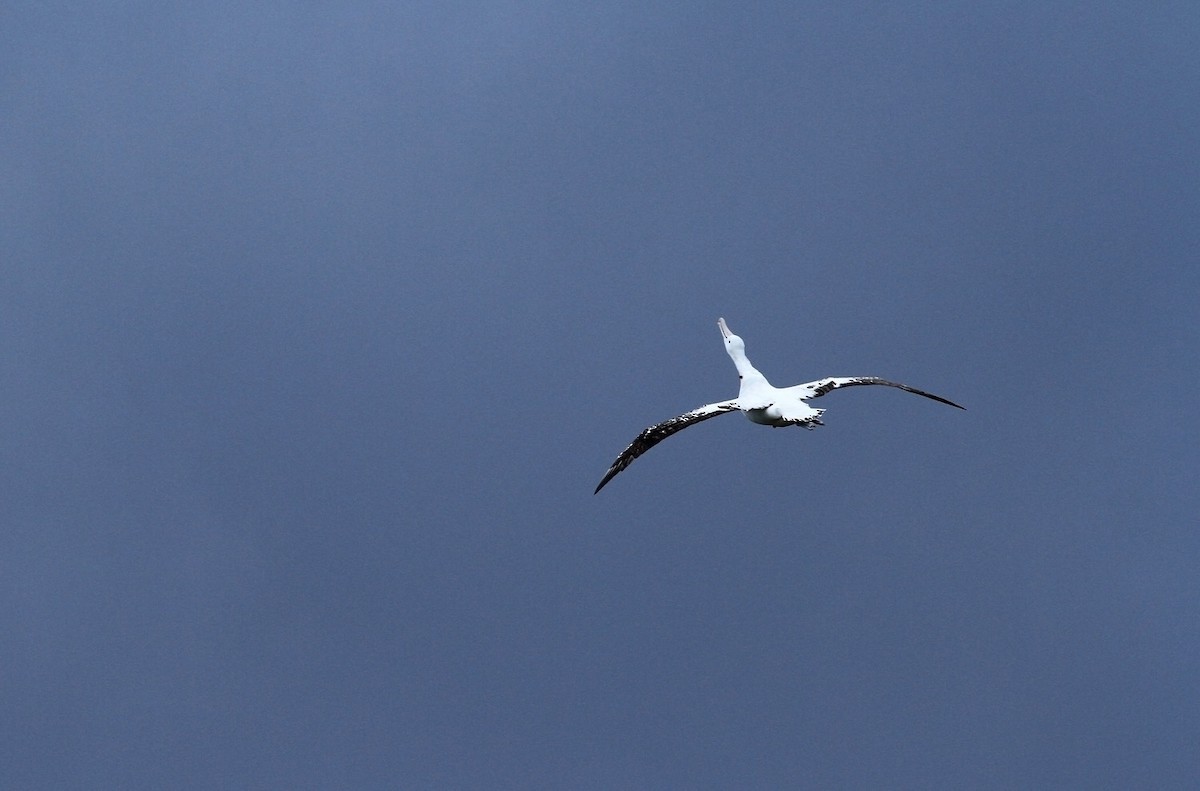 Snowy Albatross - Jordi Sargatal Vicens