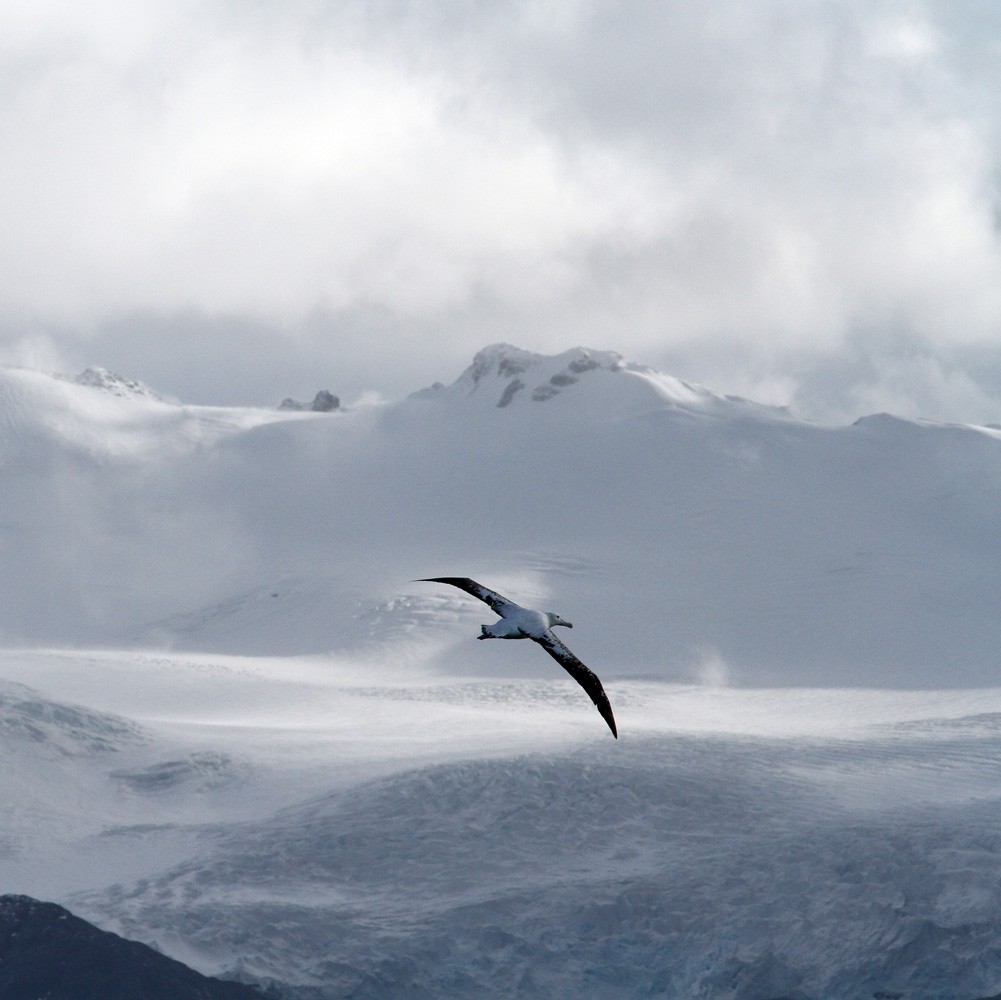 Snowy Albatross - ML206200081