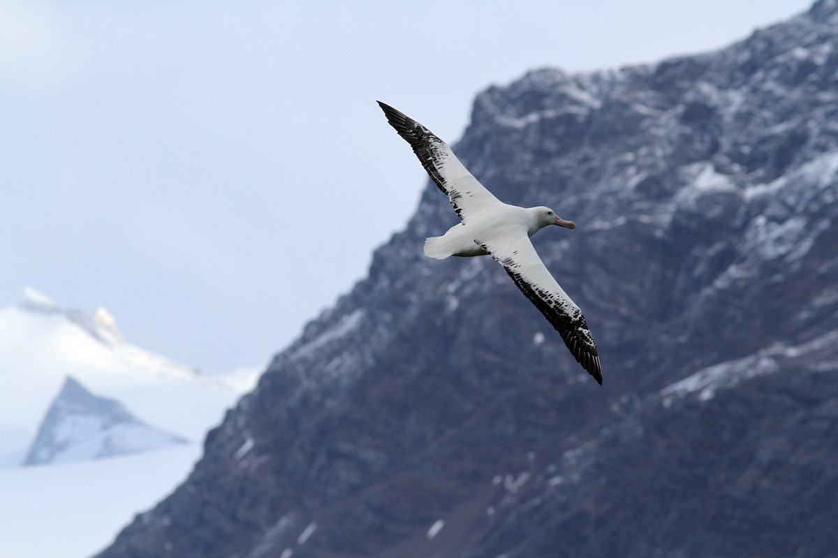 Snowy Albatross - ML206200091