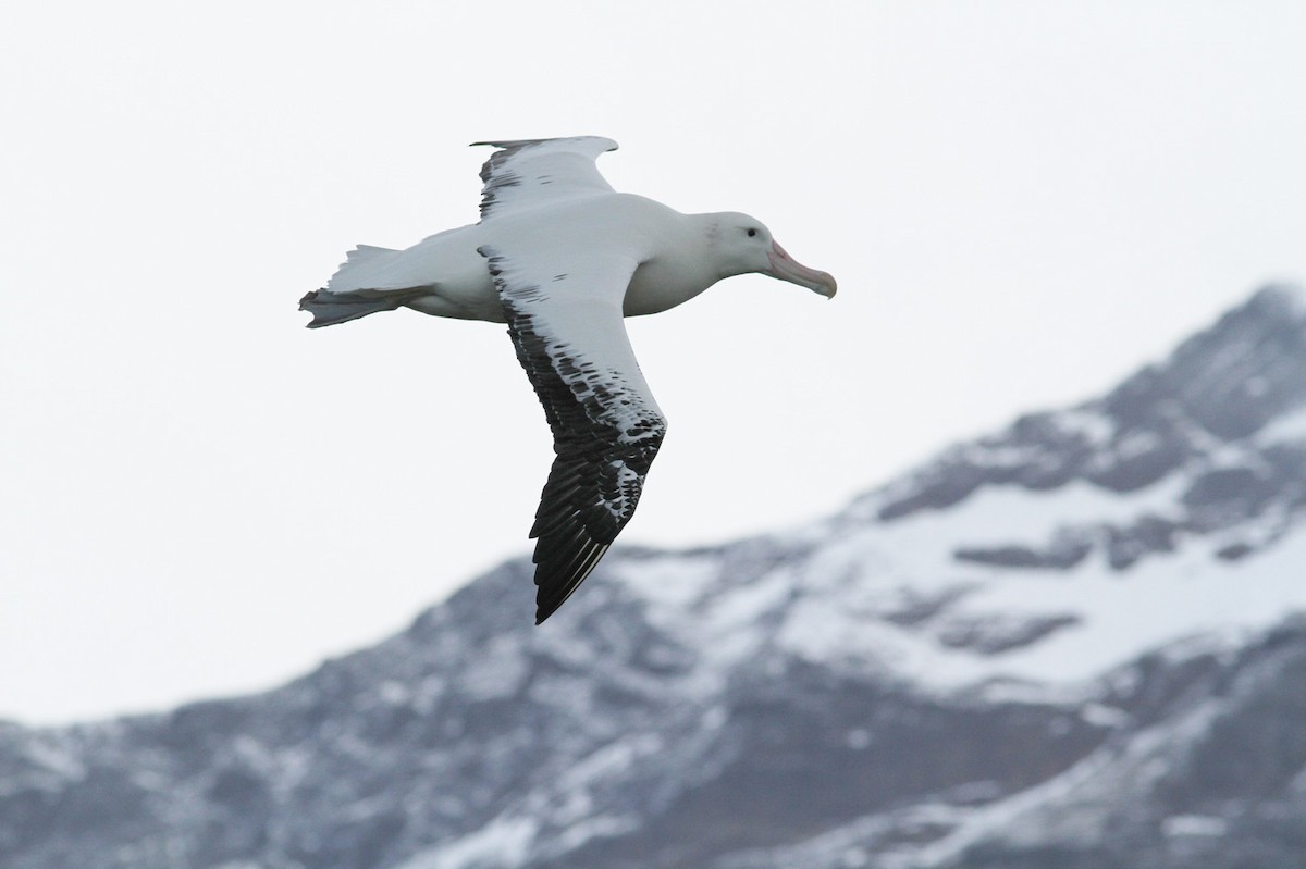 Snowy Albatross - ML206200101