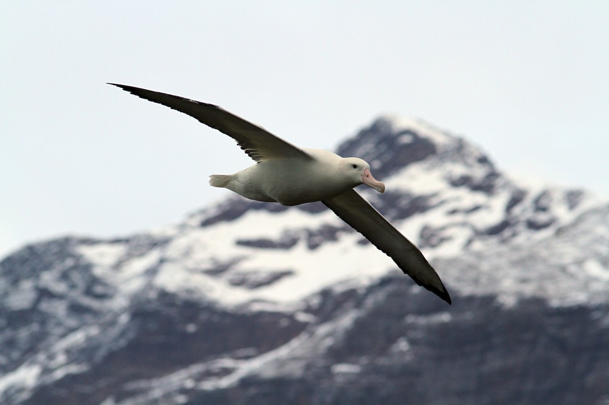 Snowy Albatross - Jordi Sargatal Vicens