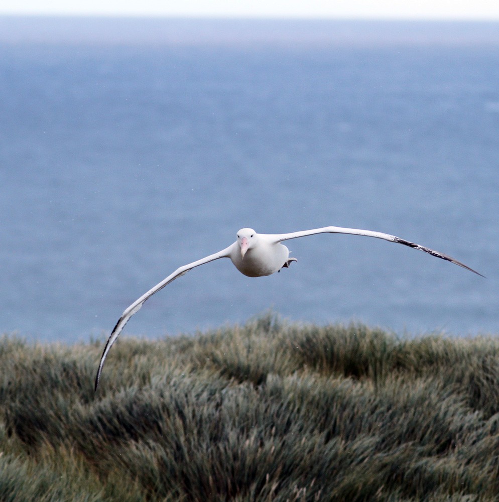 Snowy Albatross - ML206200131