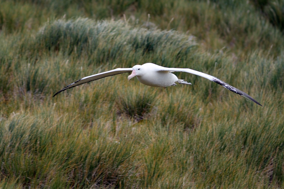 Snowy Albatross - ML206200141