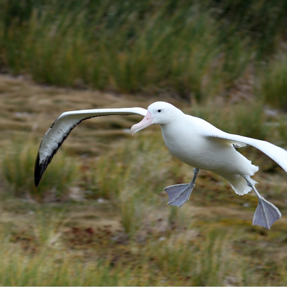 Snowy Albatross - ML206200151