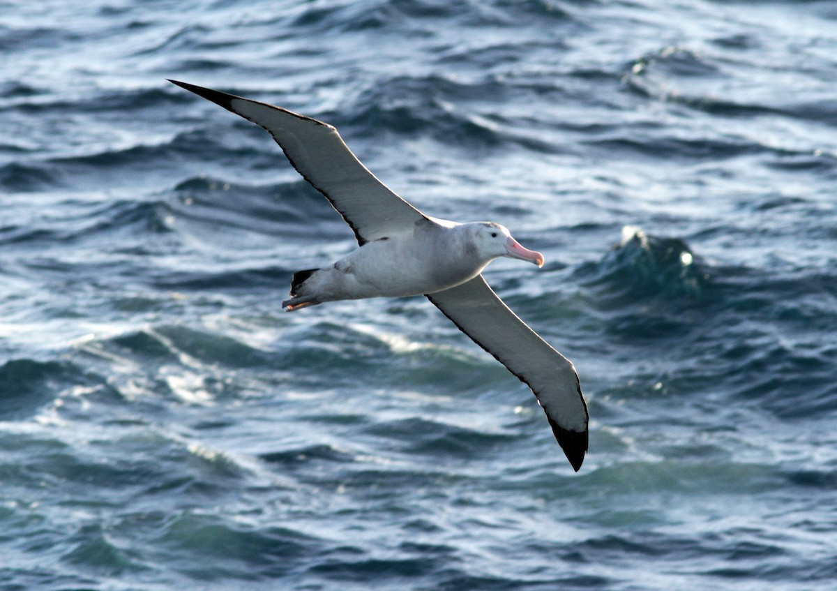 Albatros hurleur - ML206200431