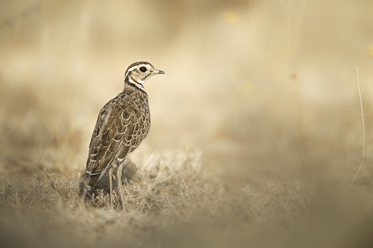Three-banded Courser - ML206200591