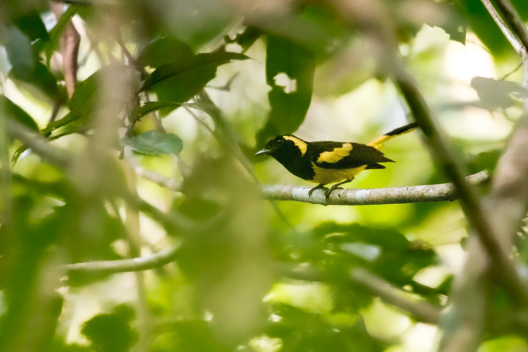 Biak Monarch - eBird