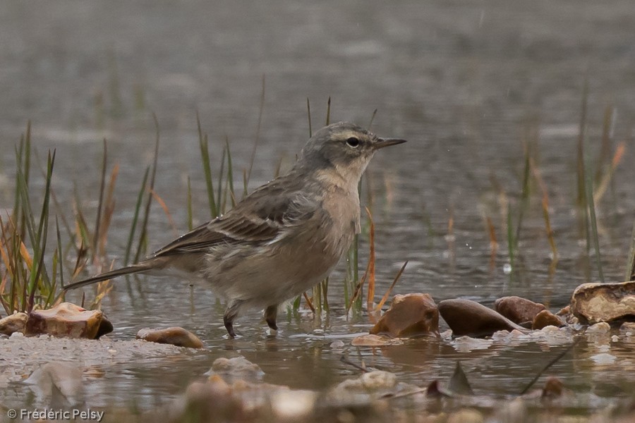 Water Pipit (Western) - Frédéric PELSY